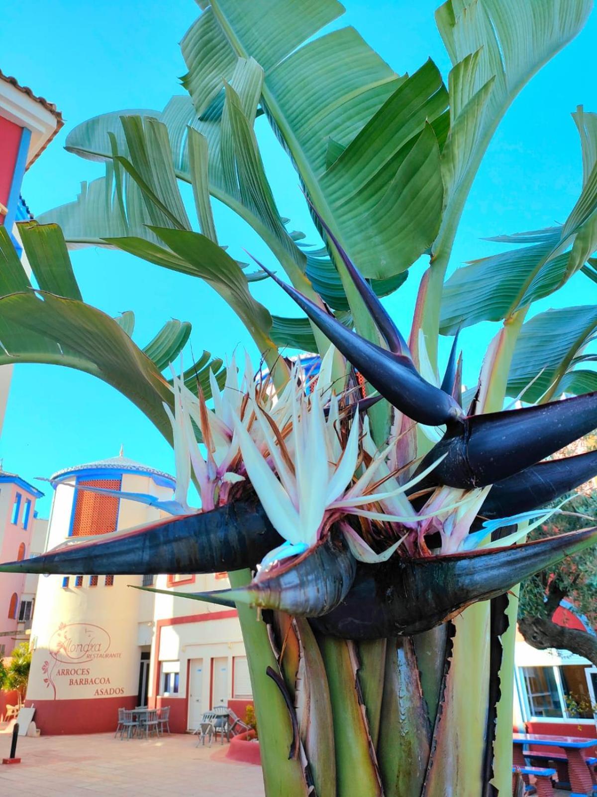 Apartamento Casa De Buenos Dias Torrevieja Exterior foto